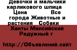 Девочки и мальчики карликового шпица  › Цена ­ 20 000 - Все города Животные и растения » Собаки   . Ханты-Мансийский,Радужный г.